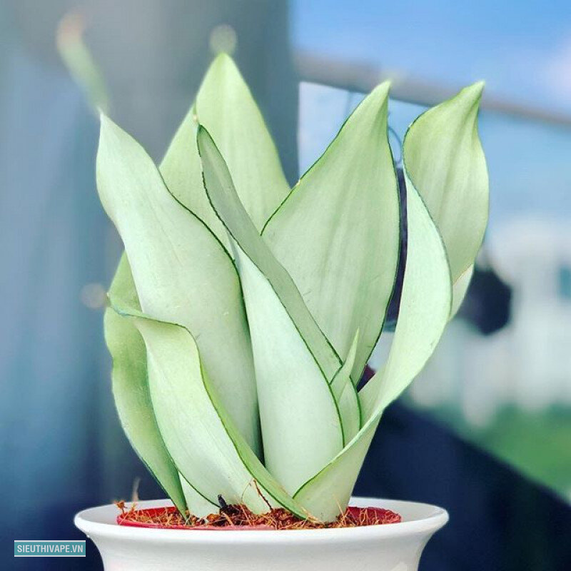 Cây lưỡi hổ - Tưới quá nhiều là nguyên nhân chết phổ biến nhất Cây lưỡi hổ - Tưới quá nhiều là nguyên nhân chết phổ biến nhất