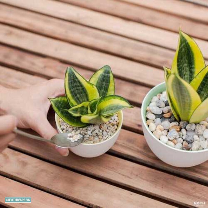 Cây lưỡi hổ - Nguyên tắc tưới đúng Cây lưỡi hổ - Nguyên tắc tưới đúng