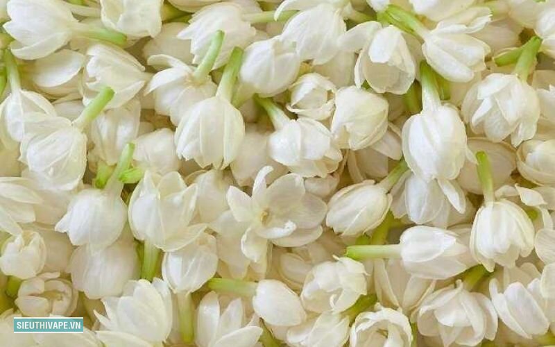 Hoa nhài - Một cây ưa nắng thường bị trồng ở chỗ râm Hoa nhài - Một cây ưa nắng thường bị trồng ở chỗ râm