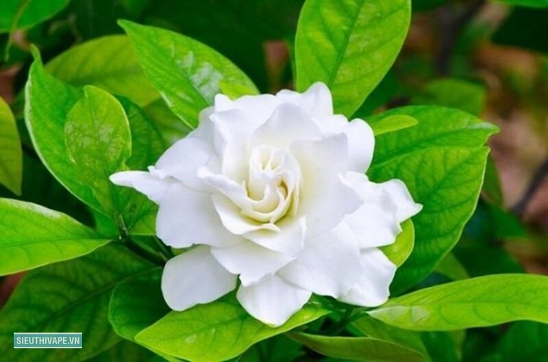 Hoa nhài - Thiếu nắng, nguyên nhân đứng đầu danh sách Hoa nhài - Thiếu nắng, nguyên nhân đứng đầu danh sách