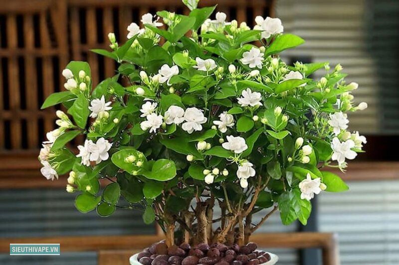 Hoa nhài - Cây già cỗi vì nhiều năm không ai đụng tới Hoa nhài - Cây già cỗi vì nhiều năm không ai đụng tới