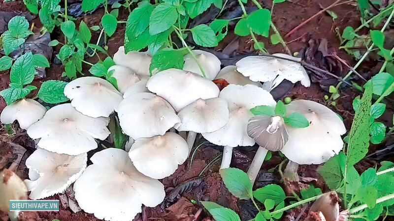 Nấm mối - Một loại nấm mọc lên từ tổ mối dưới đất Nấm mối - Một loại nấm mọc lên từ tổ mối dưới đất